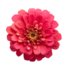 flower -  Zinnia flowers   meaning Thoughts of absent friend top view
