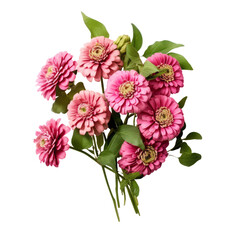 Obraz premium flower - Zinnia flowers meaning Thoughts of absent friends