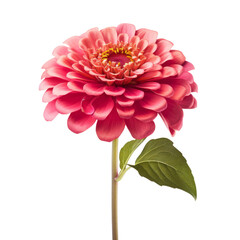 PINK Zinnia flowers .  Zinnia flowers meaning Thoughts of absent friend (png)