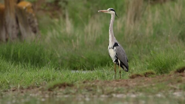 The grey heron. She stands on the shore and looks around. At the end of the video, she flies away. Beautiful video with a bird Ardea cinerea