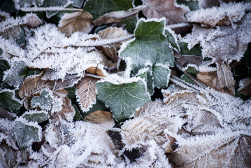 Closeup of frozen leaves on the floor in the forest