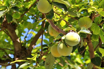 fruits on the tree, unripe sharon fruits, kakis on the tree, ripening fruits on the twigs