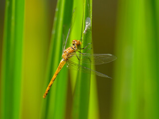 A common darter dragonfly resting in the sun