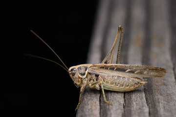 A brown bush cricket sitting on wood