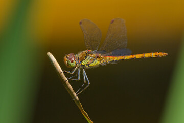 A common darter dragonfly resting in the sun