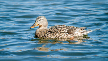 Fototapeta premium duck in the water