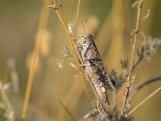 An Italian locust resting on a dry plant