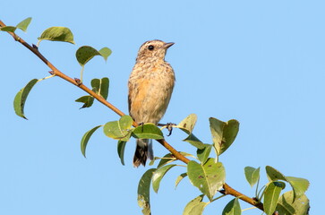 bird on a branch
