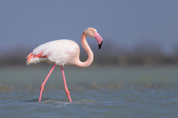 A Greater Flamingo walking in the water looking for food