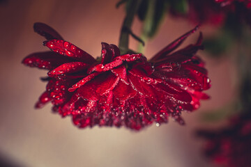 Red chrysanthemum with dew drops on the petals