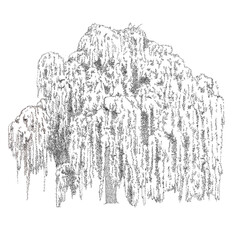 Salix babylonica L., Weeping Willow, Willow Tree Drawing - obrazy, fototapety, plakaty