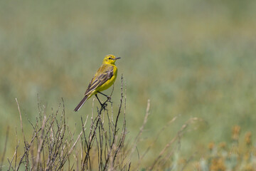 A Western Yellow wagtail sitting on a plant