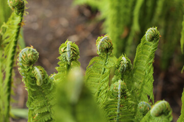 fern leaves open in the forest