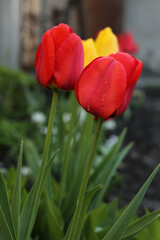 Red tulips growing in the garden