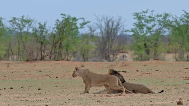 mating lion couple (panthera leo), Etosha National Park, Namibia, Africa
