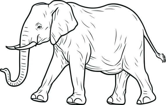 Vector isolated one single walking big elephant side view colorless black and white contour line easy drawing. AI generated illustration.