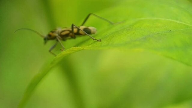 round-necked long-horned beetle or called Chlorophorus, this insect is a genus belonging to the family Cerambycidae
