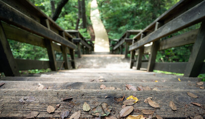 Through the Coastal Woods