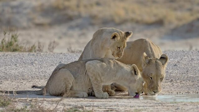Lioness (panthera leo) with two cubs drinking at waterpond, Etosha National Park, Namibia, Africa