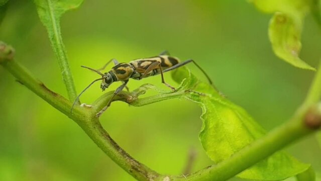 round-necked long-horned beetle or called Chlorophorus, this insect is a genus belonging to the family Cerambycidae