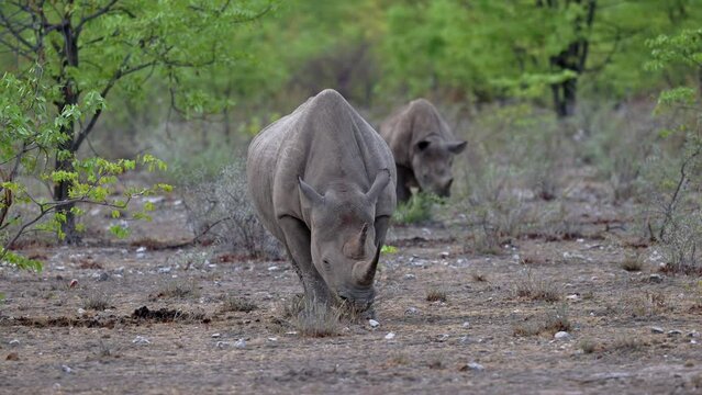 Black rhinoceros (Diceros bicornis), Etosha National Park