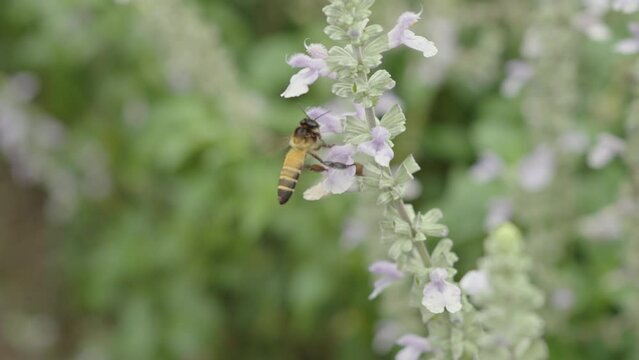 Honey bee flying and collecting nectar pollen around garden sage flowers (Salvia officinalis) in the morning. Northern, Thailand.