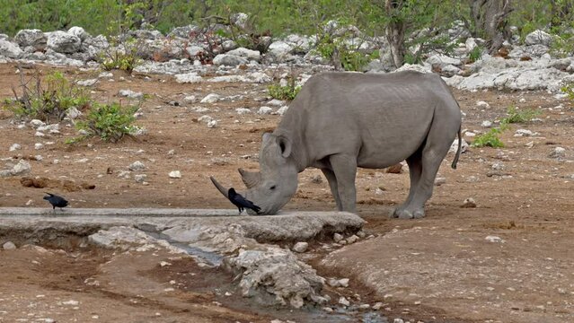 Black rhinoceros (Diceros bicornis), Etosha National Park