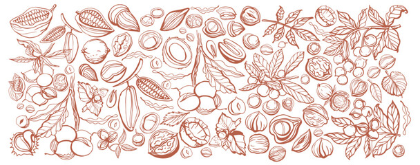 Isolated vector set of nuts. Nuts and seeds collection. Vector hand drawn objects. Peanuts, cashews, walnuts, hazelnuts, cocoa, almonds, chestnut, pine nut, nutmeg, peanut, macadamia, coconut.