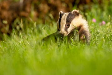 Badger in woodland glade © steve