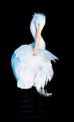 American White Pelican