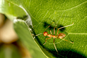 Close up red ant on green leaf in nature garden