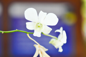 orchid or white orchid , ORCHIDACEAE or Dendrobium sp