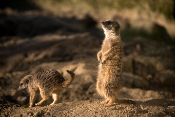 Portrait of meerkat standing on the land - 700209360
