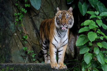 Close up Indochinese tiger is beautiful animal and dangerous in forest