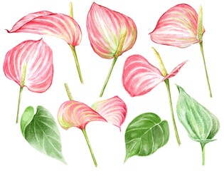 Anthurium flowers set hand drawn illustration