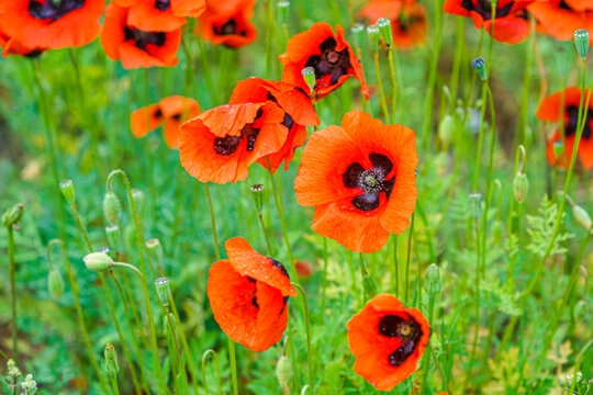 Travel in Armenia. Blossom red poppy flowers field