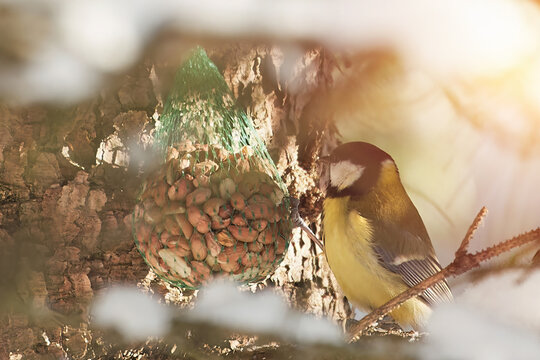 A birdfeeder with Parus in winter. Great tit bird of paridae family. A bird perches near a pinecone amidst the snowy branches illuminated by the gentle touch of morning sunlight.