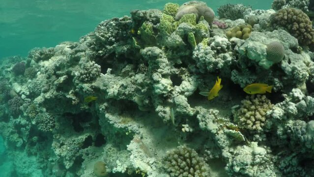 Top view panorama of corals in the Red sea full of colorful fishes. High quality FullHD footage