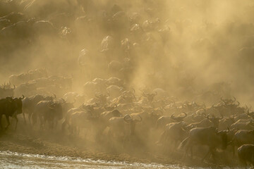 Blue wildebeest herd galloping along dusty riverbank