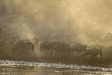Blue wildebeest herd gallops along dusty riverbank - obrazy, fototapety, plakaty