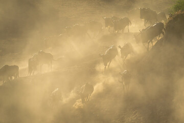 Blue wildebeest herd descends riverbank in dust