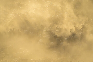 Blue wildebeest herd races along dusty riverbank