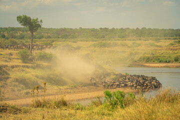 Blue wildebeest herd on riverbank in dustcloud