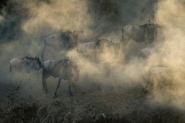 Blue wildebeest herd walk in dust cloud