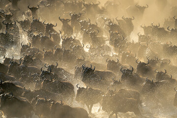 Blue wildebeest herd racing across shallow stream