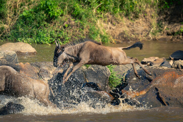 Blue wildebeest jumping into river from rocks