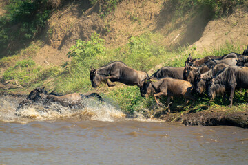 Blue wildebeest jumps into river after others