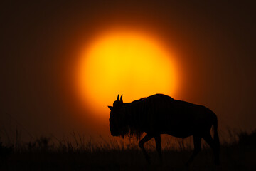 Blue wildebeest passes setting sun on horizon