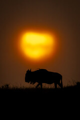 Blue wildebeest on horizon passes cloudy sunset