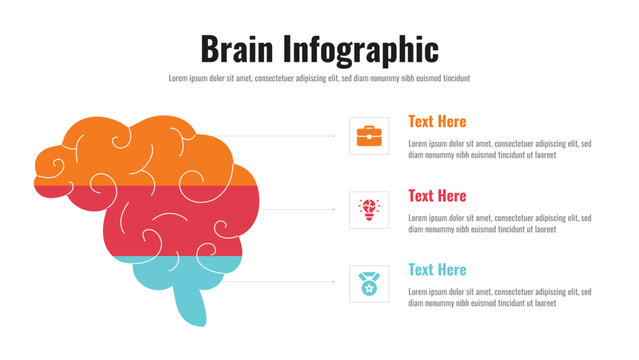 Brain infographic presentation layout fully editable.